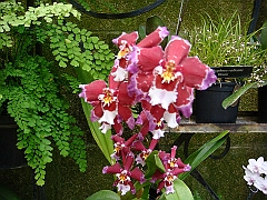 390 Longwood Gardens [2008 August 23]